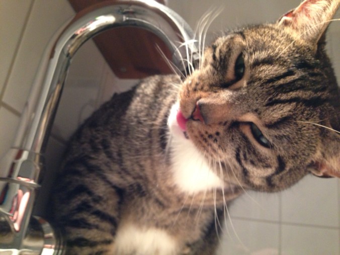 Rakete geht gerne ins Bad, aber nicht um die Dusche zu benutzen...