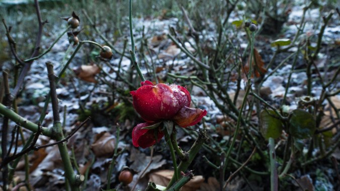 Burg Bad Bentheim Frost Rose